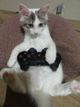 Illustration for article titled Cats Are Very Serious about Video Games